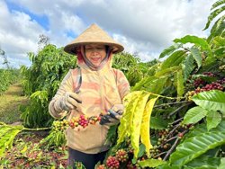 Đề xuất cho phép giãn nợ vay nông nghiệp tối đa 36 tháng