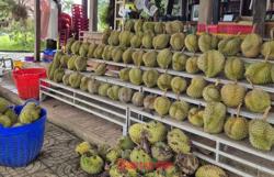 Giá sầu riêng tăng nóng, vì sao nông dân vẫn than khó xuất khẩu?