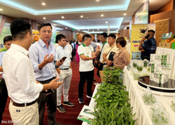 Bàn giải pháp phát triển chuỗi liên kết sản xuất, tiêu thụ chanh leo bền vững