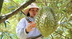 Nông sản Việt vững bước mục tiêu 65 tỷ USD: Sầu riêng Tây Nguyên khai thác thế mạnh mùa vụ để bứt phá