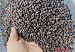 Giá tiêu hôm nay 28-8: Tăng nóng