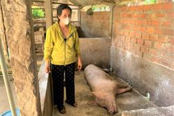 Dịch tả lợn châu Phi vẫn phức tạp