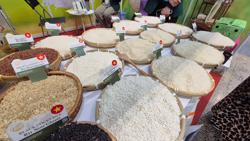 Lại lo đầu ra cho gạo