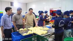 Xã Pơng Drang sản lượng sầu riêng ước đạt 13.900 tấn