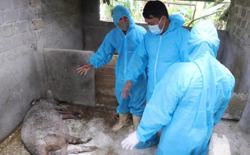 Dịch tả lợn châu Phi diễn biến phức tạp