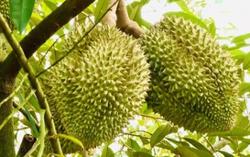 Thông tin mới nhất về điều kiện xuất khẩu sầu riêng tươi