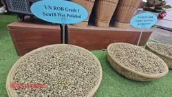 Giá cà phê hôm nay 5-8: Sắp vượt 100.000 đồng/kg, xuất khẩu lập kỷ lục