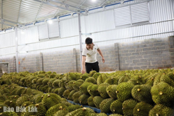 Phát huy vai trò đầu tàu của doanh nghiệp