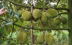 Ban hành quy trình kiểm soát sầu riêng tươi xuất khẩu