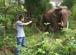Hướng tới chấm dứt du lịch cưỡi voi