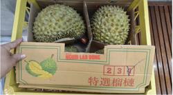 Sầu riêng quay đầu từ Trung Quốc sẽ phải kiểm vàng O trước khi tiêu thụ