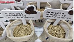 Giá cà phê hôm nay 7-8: Cà phê trong nước vững bước trên 100.000 đồng/kg