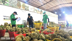 Tỉnh Đắk Lắk có 1.676 doanh nghiệp được cấp mới đăng ký kinh doanh