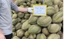 Giá sầu riêng rớt mạnh, nhà vườn tiếc hùi hụi vì không bán sớm