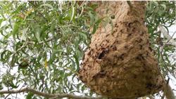 Bị ong vò vẽ đốt, xử trí ra sao?