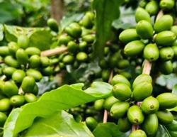 Giá cà phê hôm nay 11-9: Tăng mạnh và lợi thế mới của cà phê Việt