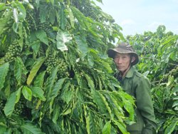 Tiết kiệm 10 - 15 triệu đồng/ha/năm nhờ bón phân khoa học cho cà phê