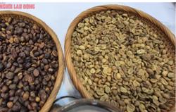 Giá cà phê hôm nay 12-9: Tăng tiếp, nhiều ông lớn chuỗi cà phê xáo trộn