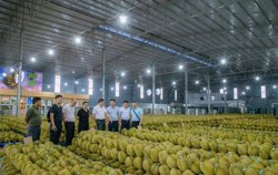 Thị trường sầu riêng phân hóa rõ rệt