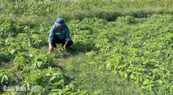 Phường Đông Hòa đưa thành công giống cây mè Nhật Bản trồng tại địa phương