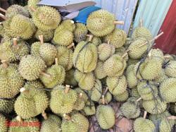 Sầu riêng sượng nước rớt giá mạnh, khắc phục được không?