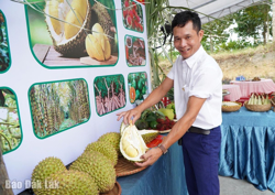 Kêu gọi doanh nghiệp, hợp tác xã liên kết tiêu thụ sầu riêng