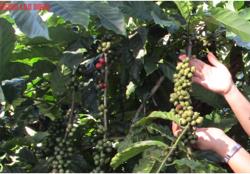 Giá cà phê hôm nay 15-9: Đầu tuần có tăng tiếp?