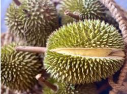 Trung Quốc tiếp tục tăng kiểm tra an toàn thực phẩm, nhất là sầu riêng