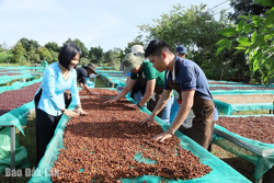 Ngành hàng cà phê: "Khát" nguồn nhân lực chất lượng cao