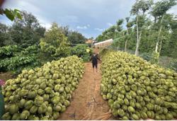 Nâng tầm nông sản Việt