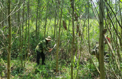 Tăng cường công tác quản lý, bảo vệ rừng trên địa bàn Đắk Lắk