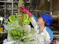 Xuất khẩu rau quả tháng 8 tăng kỷ lục đạt trên 951 triệu USD