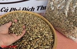 Giá cà phê hôm nay 19-9: Giá cà phê tại Mỹ phá kỷ lục