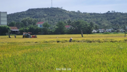 Tổng sản lượng lương thực có hạt đạt gần 1,7 triệu tấn