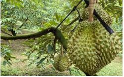 Giá "sầu riêng VIP" lên tới 115.000 đồng/kg, hàng lỗi chỉ 20.000 đồng
