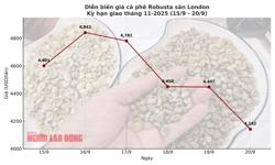 Giá cà phê hôm nay 20-9: Chốt tuần sụp mạnh
