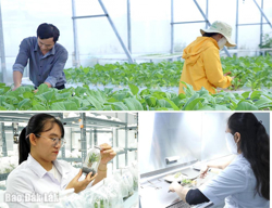 Tạo đột phá trong sản xuất nông nghiệp