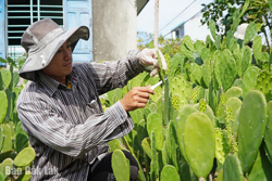 Khởi nghiệp với... xương rồng