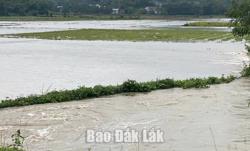 Xã Liên Sơn Lắk: Hơn 90 ha lúa vụ thu đông bị ngập lụt