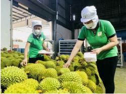 Xuất khẩu rau quả lập kỷ lục mới