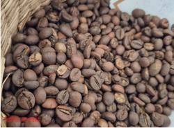 Giá cà phê hôm nay 29-9: Tuần mới giá đi về đâu?