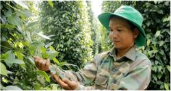 Giá tiêu xuất khẩu đạt kỉ lục