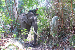 Nỗi lo vắng bóng voi nhà