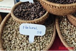 Giá cà phê hôm nay 3-9: Giảm khủng khiếp