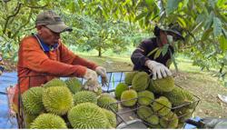 Sầu riêng tăng giá, xuất khẩu rau quả hồi phục