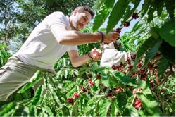 Giá cà phê hôm nay 30-9: Giảm nhẹ, mùa thu hoạch bắt đầu