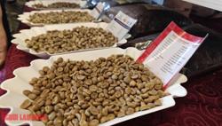 Giá cà phê hôm nay 4-9: Tăng lại, Mexico tăng nhập cà phê Việt 90 lần!