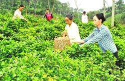 Đề xuất nhiều chính sách miễn thuế sử dụng đất nông nghiệp có lợi cho người dân, tổ chức