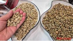 Giá cà phê hôm nay 5-9: Lại giảm nhưng yếu tố đẩy giá vẫn còn