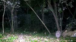 ‘Viên ngọc quý’ trong hệ sinh cảnh rừng nhiệt đới thường xanh